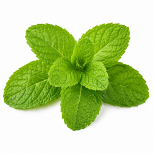 Daun Mint