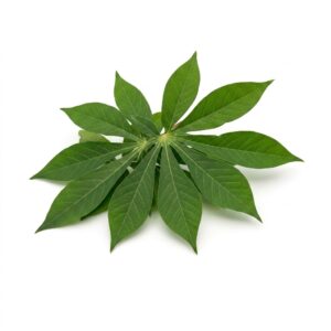 Daun Singkong